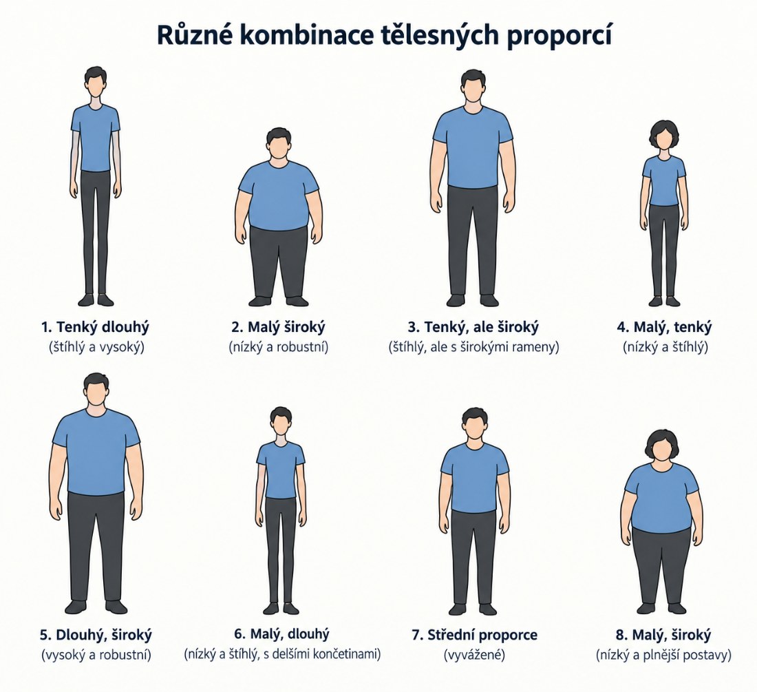 Schéma osmi kombinací tělesných proporcí